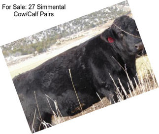 For Sale: 27 Simmental Cow/Calf Pairs