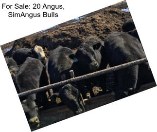 For Sale: 20 Angus, SimAngus Bulls