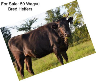 For Sale: 50 Wagyu Bred Heifers