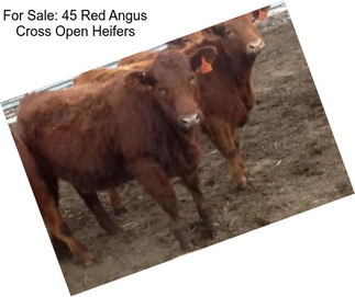 For Sale: 45 Red Angus Cross Open Heifers