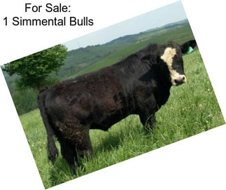 For Sale: 1 Simmental Bulls