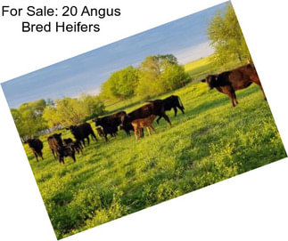 For Sale: 20 Angus Bred Heifers