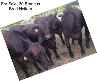 For Sale: 30 Brangus Bred Heifers