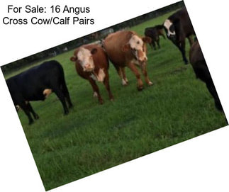 For Sale: 16 Angus Cross Cow/Calf Pairs