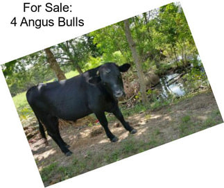 For Sale: 4 Angus Bulls