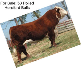 For Sale: 53 Polled Hereford Bulls
