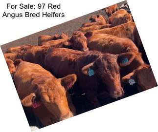 For Sale: 97 Red Angus Bred Heifers