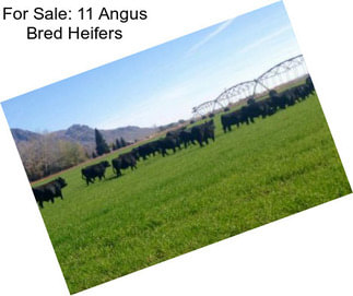 For Sale: 11 Angus Bred Heifers