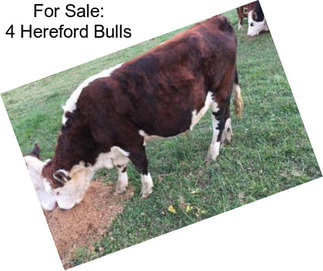 For Sale: 4 Hereford Bulls