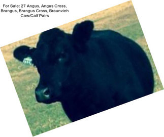 For Sale: 27 Angus, Angus Cross, Brangus, Brangus Cross, Braunvieh Cow/Calf Pairs