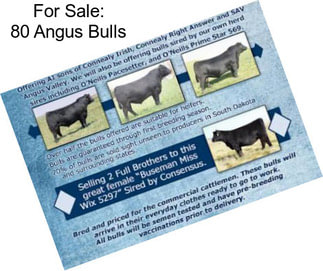 For Sale: 80 Angus Bulls