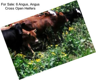 For Sale: 6 Angus, Angus Cross Open Heifers