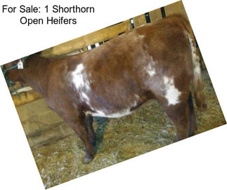 For Sale: 1 Shorthorn Open Heifers