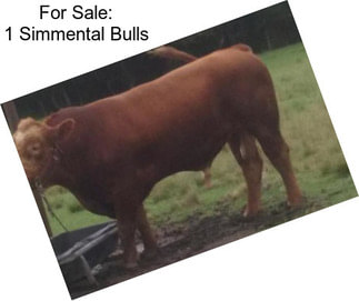 For Sale: 1 Simmental Bulls