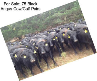 For Sale: 75 Black Angus Cow/Calf Pairs