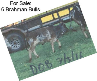 For Sale: 6 Brahman Bulls