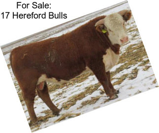 For Sale: 17 Hereford Bulls