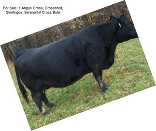 For Sale: 1 Angus Cross, Crossbred, SimAngus, Simmental Cross Bulls