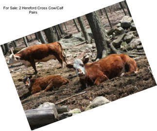 For Sale: 2 Hereford Cross Cow/Calf Pairs