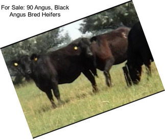 For Sale: 90 Angus, Black Angus Bred Heifers