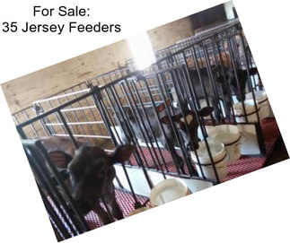 For Sale: 35 Jersey Feeders