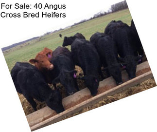 For Sale: 40 Angus Cross Bred Heifers