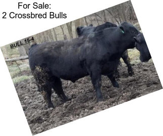 For Sale: 2 Crossbred Bulls