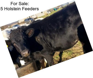 For Sale: 5 Holstein Feeders