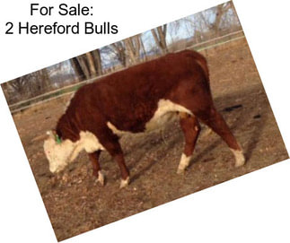 For Sale: 2 Hereford Bulls