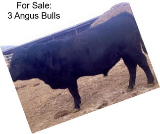 For Sale: 3 Angus Bulls