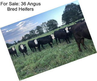 For Sale: 36 Angus Bred Heifers