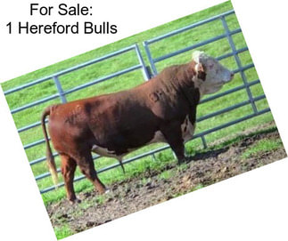 For Sale: 1 Hereford Bulls