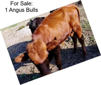 For Sale: 1 Angus Bulls