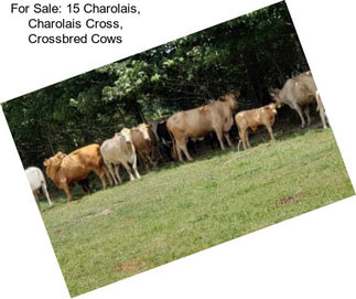 For Sale: 15 Charolais, Charolais Cross, Crossbred Cows