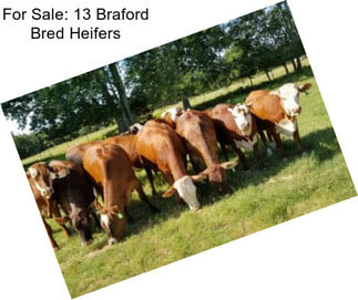 For Sale: 13 Braford Bred Heifers