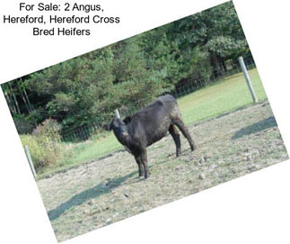 For Sale: 2 Angus, Hereford, Hereford Cross Bred Heifers