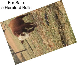 For Sale: 5 Hereford Bulls