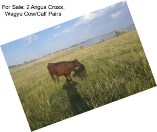 For Sale: 2 Angus Cross, Wagyu Cow/Calf Pairs