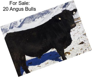 For Sale: 20 Angus Bulls