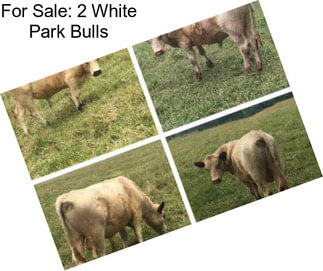 For Sale: 2 White Park Bulls