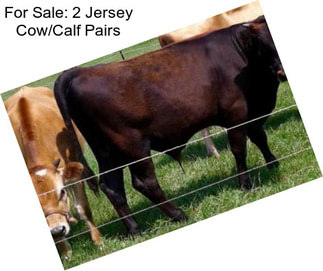 For Sale: 2 Jersey Cow/Calf Pairs