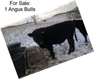 For Sale: 1 Angus Bulls