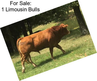 For Sale: 1 Limousin Bulls