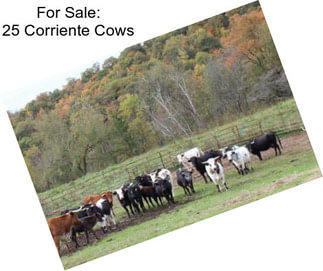 For Sale: 25 Corriente Cows