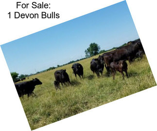 For Sale: 1 Devon Bulls