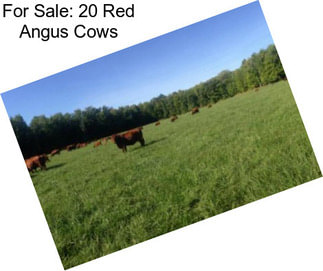 For Sale: 20 Red Angus Cows