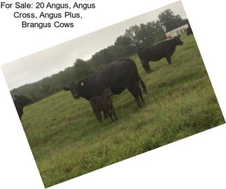 For Sale: 20 Angus, Angus Cross, Angus Plus, Brangus Cows