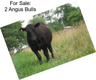 For Sale: 2 Angus Bulls