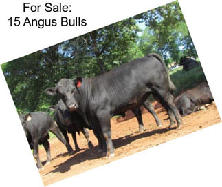 For Sale: 15 Angus Bulls