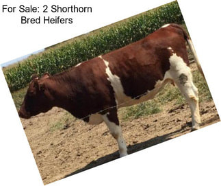For Sale: 2 Shorthorn Bred Heifers